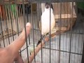 Video Burung Pentet | Cendet Juara Gacor album artwork