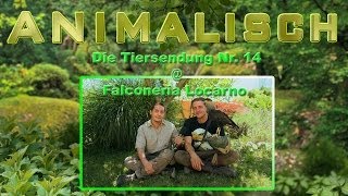 ANIMALISCH Nr. 14 @ Falconeria Locarno