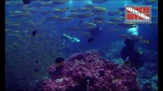 Similan Diving - Fish Frenzy