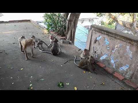 The funny monkey lives