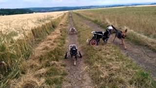 Dogs in wheelcart playing with a stick