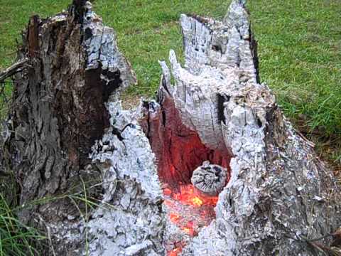 tree stumps removal stump backyard burning trees burn trunk rid trunks yard garden landscape visit planting