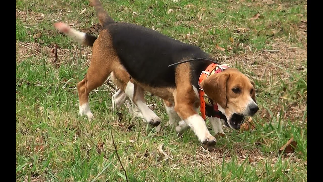 Skyview's Beagles Run Rabbit Through Woods and Leaves YouTube