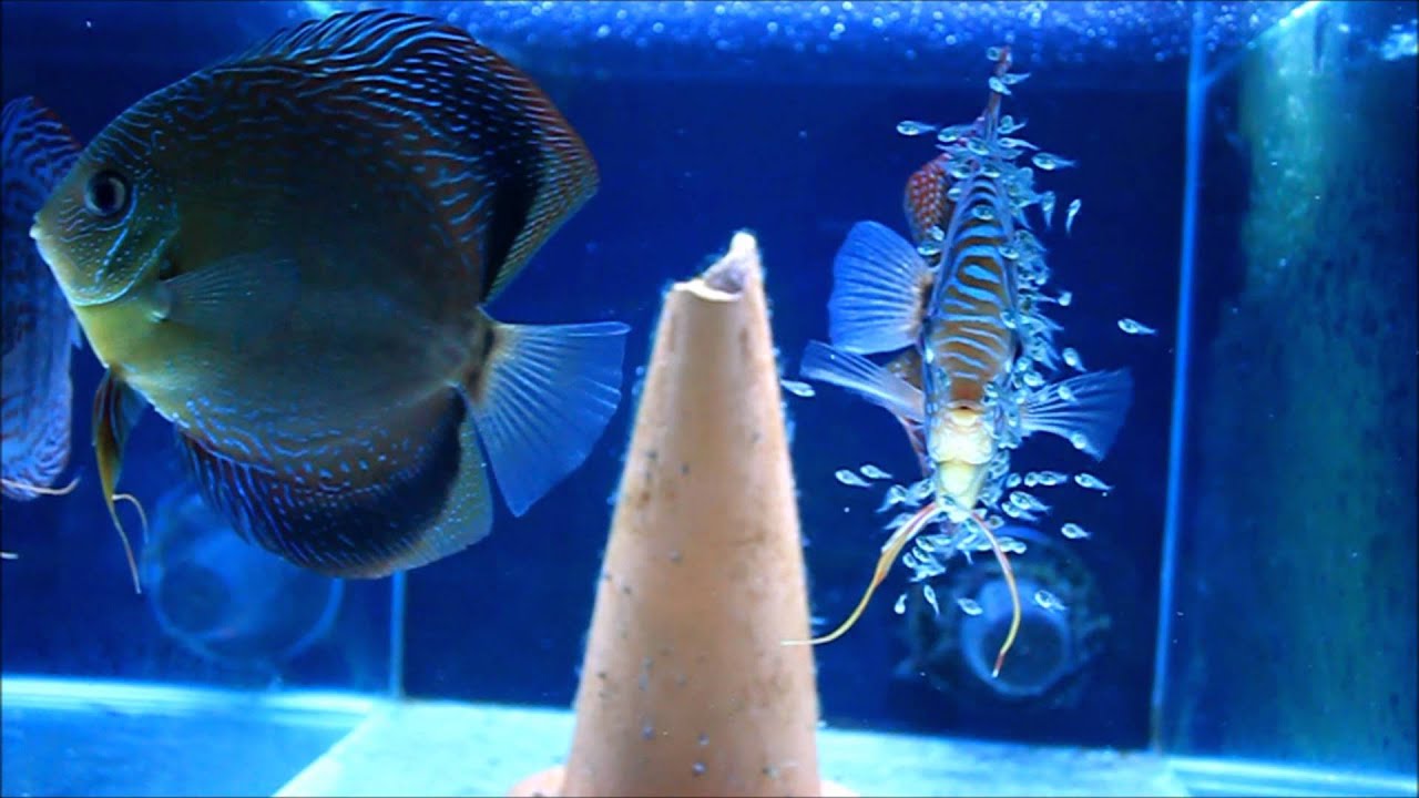 Breeding Discus Blue Turquoise Discus Breeding Pair with Fry [HD