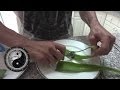 Benefits of eating an Aloe Vera plant and how to.