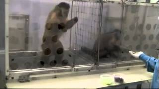 Capuchin Monkeys Reject Unequal Pay