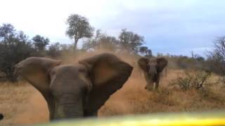 Elephant smashes into car at Kruger National Park, South Africa