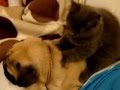 Un kinésithérapeute félin pour chien