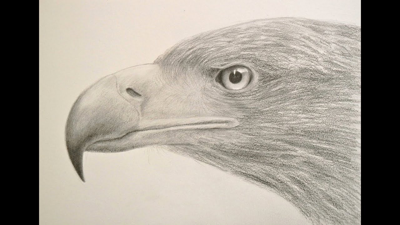 How to Draw Textures: Drawing a Realistic Eagle Head- Fine Art-Tips