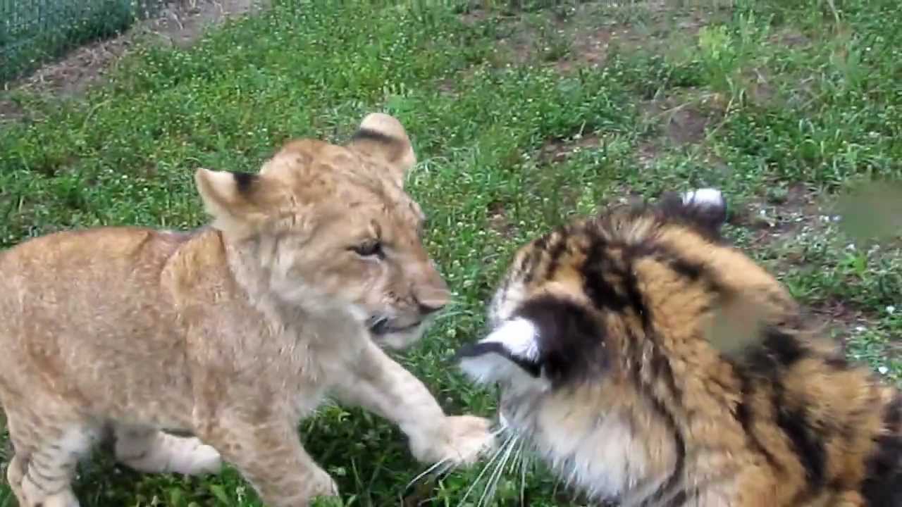 Baby Lion & Tiger playing - YouTube