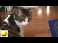 Videos de Risa - Animales - Perros y Gatos Chistosos