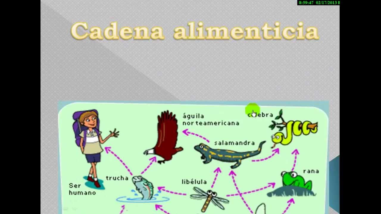 cadenas alimentarias videos cadena alimenticia a 233 rea youtube cadenas alimentarias videos cadena alimenticia a 233 rea youtube