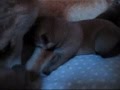 Shiba Inu Chiots de Natsu Hime Jour 3