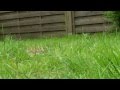 Cat TV