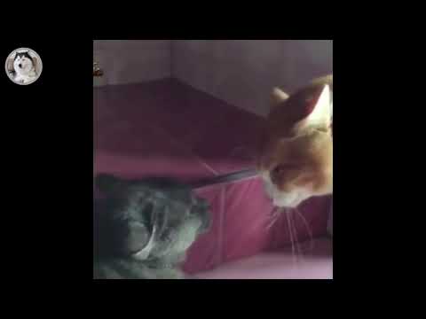 Thánh Lồng Tiếng #2 - Mèo Đen Cướp Ghệ Của Mèo Vàng Và Cái Kết | Funny Dog - Cute Cat