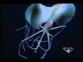 Magnapinna Sp. - The Long-armed Squid - Youtube