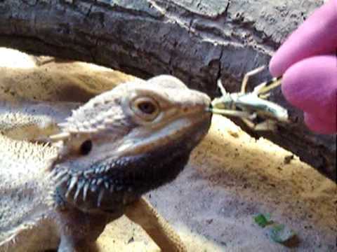 Lizards Eating Live Insects and Worms - YouTube