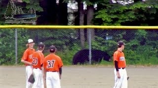 Bear wants into a baseball game in Juneau Alaska