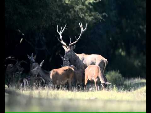 Hunting in Hungary - Red Deer