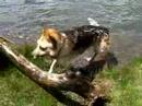 Jerry Three Legged Dog Swimming at Lake San Cristobal