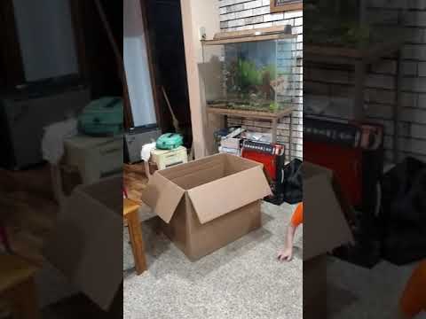 Isaiah's Failed Obstacle course
