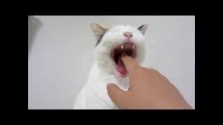 猫のあくびに指入れてみた　-I put finger to yawning cat-