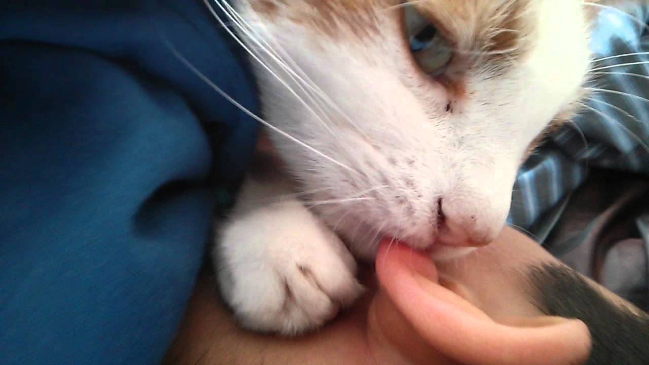 You love cat lick my penis Heather,is