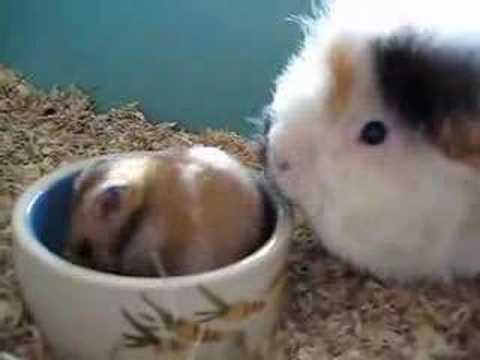 Cavia en Hamster (Guinea pig and Hamster) - YouTube