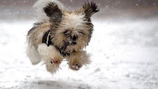 "Dogs Playing in Snow Compilation" || CFS