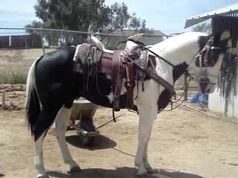 hermoso pinto en venta - YouTube