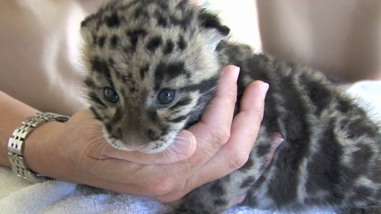 Newborn Clouded Leopard Cubs - 1 month old. - YouTube