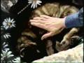 The Three Lives of Thomasina promo.mp4