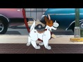 Oliver and Company - Why Should I Worry? (Blu-ray 1080p HD)