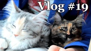 Vlog #19 - Nieuwe Katten?!