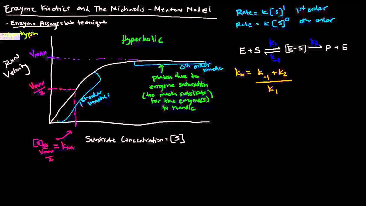 Enzymes (Part 2 of 5) Enzyme and The Michaelis Menten Model