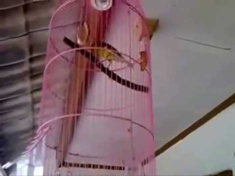 Burung Kenari LOKAL jenis Spanish Timbrado - YouTube