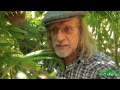 Green House Construction Tips by Jorge Cervantes - Bud Rot