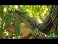 Green House Construction Tips by Jorge Cervantes - Bud Rot