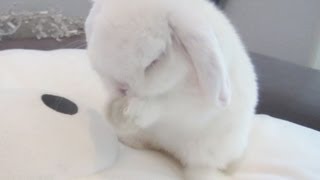 Cute Funny Baby Bunny!