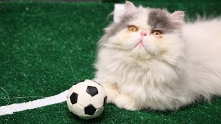 World Cup 2014 Highlights (Ultimate Cat Edition) | Mashable