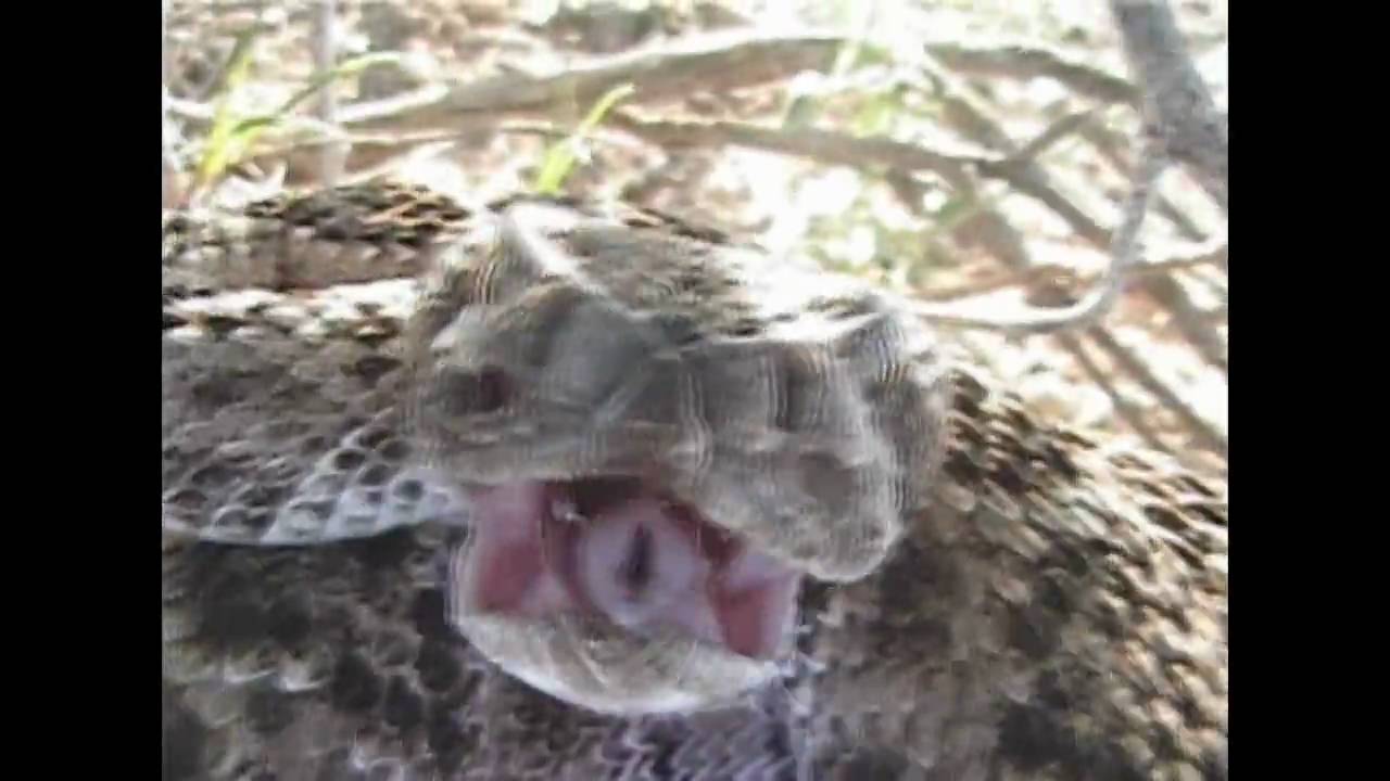RattleSnake Bite Victim YouTube