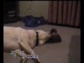 Labrador and cat: fight or love? Labrador and cat: fight or love?