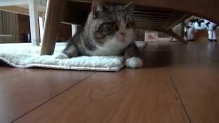 ソファ下で遊ぶねこ。 -Maru plays under the sofa.-