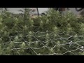 Site M - Green Crack Cannabis Grow 2.0 - Day 32 of Flower
