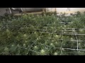 Site M - Green Crack Cannabis Grow 2.0 - Day 32 of Flower