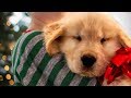 Christmas Puppy Surprise Compilation