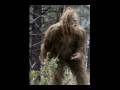 Project: Sasquatch