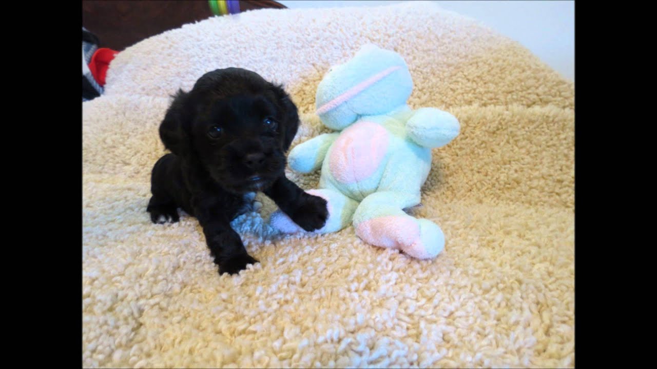 baby cockapoo for sale