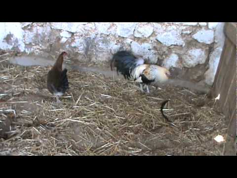 Gallos+Hatch+Gavilan+Ala+Venta Gallos Hatch Gavilan Ala Venta Httpwwwclasfmxgallos De Pelea En | Apk ...