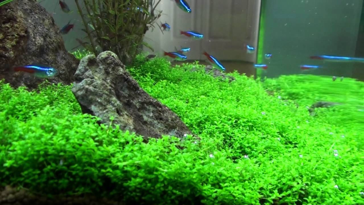 aquarium plants carpet nano planted biocube adpost amazing classifieds mumbai gal